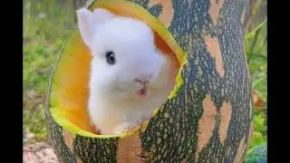 Baby Rabbit Video || Rabbit Eating Video Viral On Social Media || #rabbit || #ogashorts |