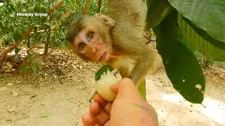 Baby monkey Alba so hungry, Help feeding poor baby girl