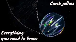 EVERYTHING YOU NEED TO KNOW ABOUT COMB JELLIES/CTENOPHORES