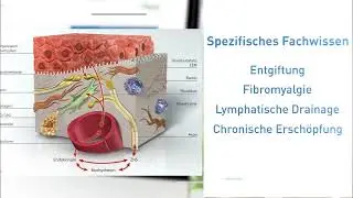 Kostenlose Webinare f&uuml;r Heilpraktiker auf wissenswerte.info