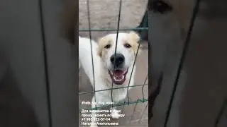 Нежная красавица САО Ирис 🌸ищет 🏠❗#dog #собака #животные #алабай #alabai #любовь #animals #счастье