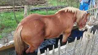 Demonstratie pekelbad paarden