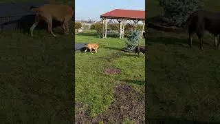 Spa&szlig; im Garten ....(2)