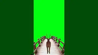 Deer running green screen animation video#animation #chromakey #dailygreenscreen #deer#shorts