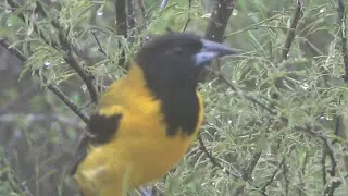Audubon&rsquo;s Oriole (Icterus graduacauda)
