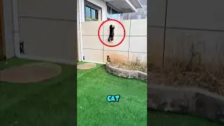 Stray Cat Helps Reunite Family with Lost Pet - A Heartwarming Rescue!#animals #pets #cat #kittens