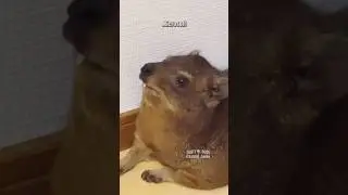 💭 hyrax hopes 🎥: kobiki_hyrax (IG) #shorts