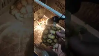 African Sulcata Tortoise Hatchlings
