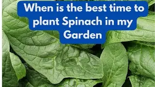 When is the best time to Plant Spinach in my Garden