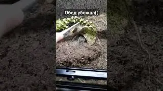 И такое случается, в итоге она его поймала) #пауки #паукптицеед #животные #природа#spider#террариум