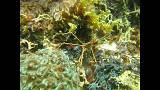 Arrow crab Stenorhynchus seticornis apparently eats the retracted Latissimia ningalooensis