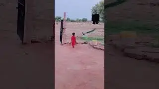 #peacock #birds #viralvideo #love #flying #shortsfeed #trending #sound #ms_music #animals#cuteanimal