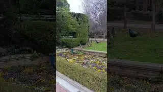 Spain Madrid Парк.#nature #europe #shortvideo #shortsvideo #shorts #short