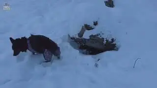 DOG WALKING on front legs in SNOW🐶