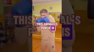 STRONGEST ANIMAL PUNCH!? #shorts #facts #information #infohub #naturehub