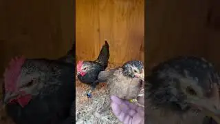 #babies #traditional #serama #bantam. #rooster #chicken