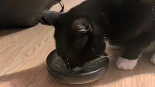 ᓚᘏᗢ Inaba (Grilled Tuna Fillet in Shrimp Broth) - Cat Food Taste Test | Cute Tuxedo Cat Short