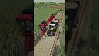 Case Austoft 8800 Multi Row İle Şeker Kamışı Hasadı -  Farming Simulator 22