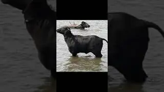 Pandhapuri  best  buffalo
