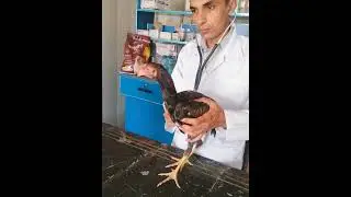 Fowl Typhoid                                                03454740322 03051450322