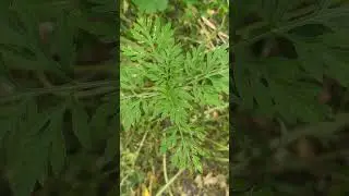 Green grass nature