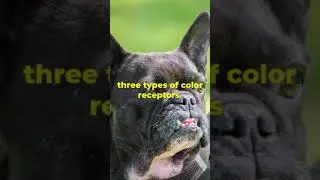 Facts about Dog Color Vision ExplainedDog Color Vision Explained 2024 01 25 22:36:14