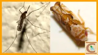 How to Attract TONS of WEIRD Insects! - Light Trapping at Night