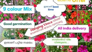 Hanging Vinca വിത്താണോ വേണ്ടത്?@sheikhasgarden #vinca #hanging #seeds #homegarden#salevideo#trending