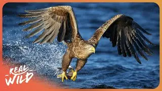 The Incredible Wildlife of Europe | The New Wilderness | 4K