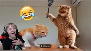 try not to laugh impossible....