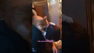 Attack of the beast #cat #funny #cute