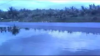 Laguna & tambak udang