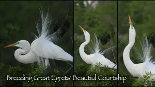 Beautiful Courtship Behavior of Great Egret 🦢