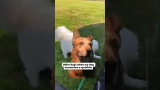 Simba freaks out over a sprinkler