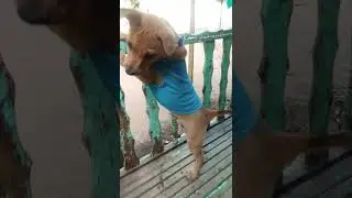 itroducing my lovely dowg 🐶🐕 i mean dog🤣😂