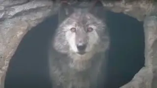 10 Wolves You Won&rsquo;t BELIEVE Actually Exist!