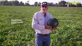 Blackjack Watermelon | When Performance Matters | Seedway, LLC Exclusive