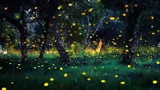 Jugnu Firefly Bird in Night.