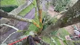 Cherry Crown Reduction and Cable Bracing Inspection
