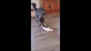 Moses the cat gone fishing