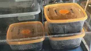 How many springtails can one culture produce?