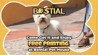 FREE Printing? Secure your Pet in Aruba with Bestial&rsquo;s Stylish Tags