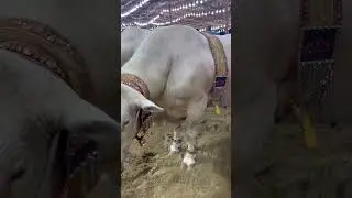 Heavyweight bull #bull #cattle #qurbani2k24 #viralvideo