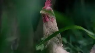 Authentic Country Chicken | 100% Natural - Meat Right