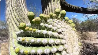 🌵ARIZONA DESERT WANDER🌵 { *I love these cactuses!* 🤗} Tucson Mountain Park #arizonadesert #cactus