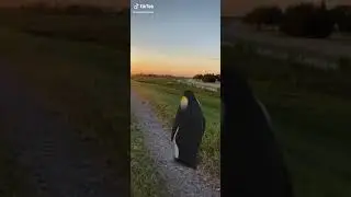 Penguin watching the sunset (tiktok)