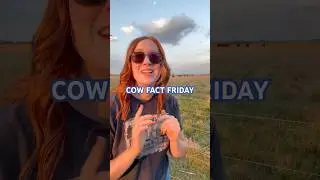 Cows don&rsquo;t just make delicious steak 🤔😋  #farming #cowfactfriday #cattle #hobbyfarm #cows