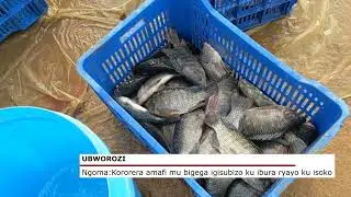 NGOMA: KORORERA AMAFI MU BIGEGA IGISUBIZO KU IBURA RYAYO KU ISOKO