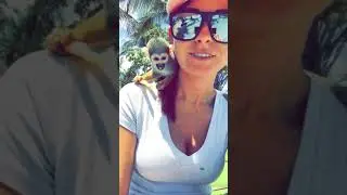 Out and about at the beaches! Milo the squirrel monkey loves the sun!