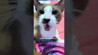 JANGAN MACEM MACEM SAMA KUCING TANTRUM